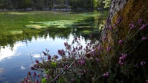 Gemeinsam bieten sie urlaubern mit nur einer karte viele inklusivleistungen und vergünstigungen. Der See Und Seine Nixe Hotel Am Badersee Zugspitzdorf Grainau