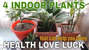 While you're not looking, your indoor flora is removing air pollutants and helping you to remember things. 4 Powerful Indoor Plants That Can Help Bring You Health Love And Luck Best Lucky Plants Youtube