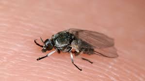 Und welche krankheiten können durch mückenstiche übertragen werden? Insektenbisse Entzundungsgefahr Kriebelmucken Stechen Nicht Sondern Beissen Br Wissen