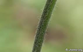 Image result for Spermacoce ocymoides