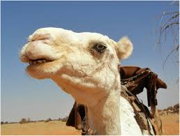 1649 el prado, san diego, ca. Piebald Camels Pastoralism Full Text