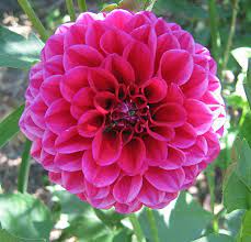 Browse All Of The Hot Pink Dahlia Photos Gifs And Videos Find Just What You Re Looking For On Photobucket Dahlia Pink Hot Pink