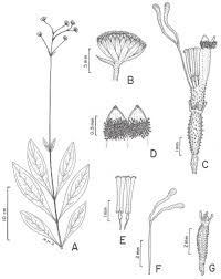 Image result for Adenostemma