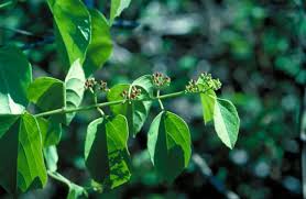 Image result for Cissus crusei