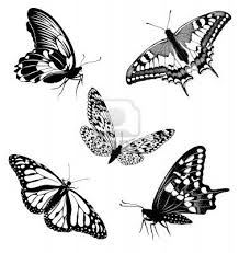 Black And White Butterfly Meaning Set Black White Butterflies Of A Tattoo White Butterfly Tattoo White Tattoo Butterfly Illustration