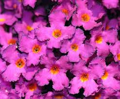 Let me know if you do not agree with my findings. Orange Eye Butterfly Bush Buddleja Davidii