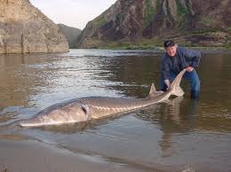 Fraser river fishing guide sturgeon fishing chilliwack. White Sturgeon Lip Rippers Fishing