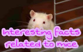 All of sudden a rat jumps out from the water, desperately crawling its way out of the toilet bowl. Interesting Facts And Important Information Related To Eyes Fun Facts Chinese Astrology Live Long