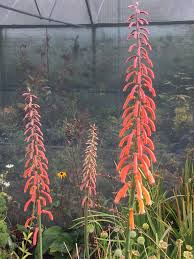 Image result for Kniphofia thomsonii