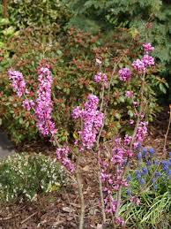 Cercis Chinensis Avondale Chinesischer Judasbaum Judasbaum Pflanzen Bodendecker