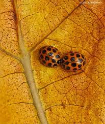 Common Spotted Ladybug Iv By Niko Vass Via 500px Ladybug Insects Ladybird