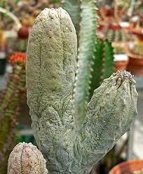 Image result for Euphorbia pseudopetiolata