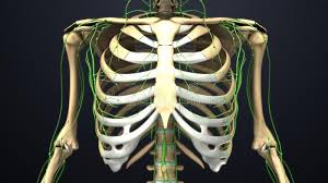 The thorax is anatomical structure supported by a skeletal framework (thoracic cage) and contains the principal organs of respiration and circulation. Human Rib Cage Anatomy Stock Images Page Everypixel