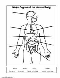Above the thigh on either side of the body. Body Organs Worksheets And Online Exercises