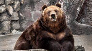 See the best bear wallpapers hd collection. Bear Full Hd Hdtv Fhd 1080p Wallpapers Hd Desktop Backgrounds 1920x1080 Downloads Images And Pictures