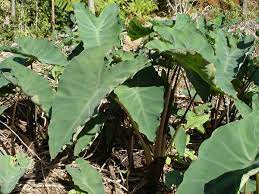 Taro (colocasia esculenta) is a plant with a starchy root similar to a potato, and it's used in popular dishes around the world, like hawaiian poi and many dishes in southeast asia, where it probably originated.in addition, taro is popular as a houseplant thanks to its dramatic leaves, which are shaped like elephant ears. Taro Wikipedia
