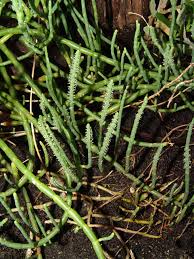 Image result for Salicornia pachystachya