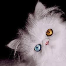 Long Haired Pure White Cats With 2 Blue Eyes Are Nearly Always Completely Deaf One Blue Eye And One Gold Or Green Eye Will Usua Cats White Cats Pretty Cats
