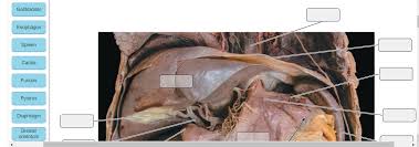 Check spelling or type a new query. Ch 23 Lab Item 4 4 Of 5 Part A Surface Anatomy Chegg Com