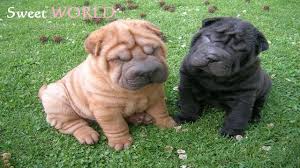 Check spelling or type a new query. Chubby Puppies Playing Cute Shar Pei Puppies Youtube