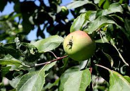 We've been sharing our passion for edible plants and organic gardening since 1994. Patience Is Key When Tending To Fruit Trees The Blade
