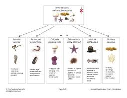Chart Invertebrates Cnidaria Annelid Invertebrates