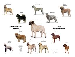 canadian mastiff club identifying molosser breeds