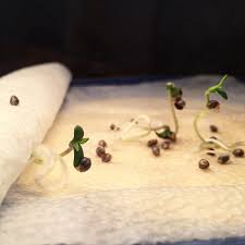 Seed germination is the very first step to growing cannabis. Faqs Germinating Cannabis Seeds Old School Breeders Association