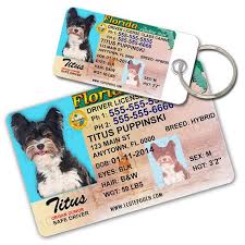 If you have a dog that is four months old or older, it must be vaccinated for rabies and licensed. Pin On Animals