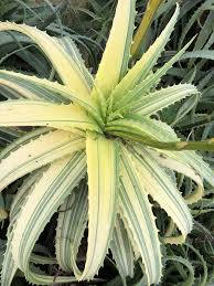 Image result for Aloe arborescens