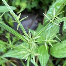 Image result for Cyperus rotundus