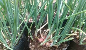 Selain itu seledri juga betmanfaat sebagai obat herbal. Tak Punya Lahan Tanam Bawang Merah Di Pot Lebih Menguntungkan