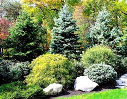 Privacy Planting Large Yard Landscaping Evergreen Landscape Fence Landscaping