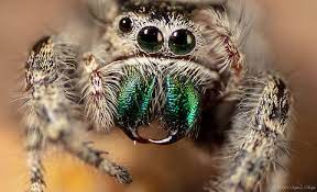 Daring Jumping Spider Phidippus Audax Jungledragon