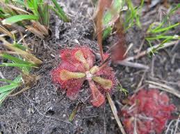 Image result for Drosera burkeana