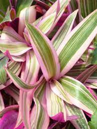 This tender perennial's upright mounding growth habit, heat. Tricolor Moses In The Cradle Oyster Plant Rhoeo Indoor Plants Almost Eden