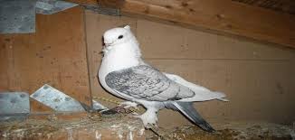 مواصفات حمام الأورينتل فريل القياسية الكشك الشرقي white pigeon dove pigeon pigeon