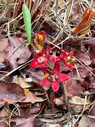 Image result for Ochna leptoclada