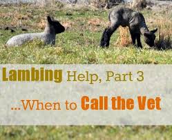 Lambing Help Part 3 When To Call The Vet Walking In High Cotton Goat Farming Goats Katahdin Sheep