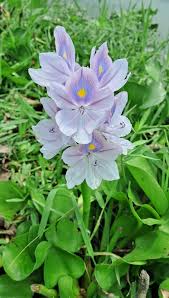 Image result for Pontederiaceae
