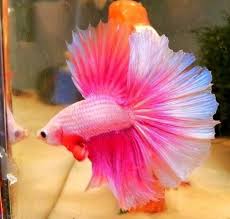 This Could Be Photo Shopped Or Not But It Is Still Really Cute And Gorgeous Betta Fish Beta Fish Betta