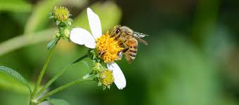 Bee One in a Million