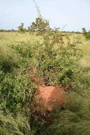 Image result for Combretum sp. A