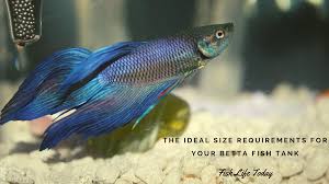 The Ideal Size Requirements For Your Betta Fish Tank
