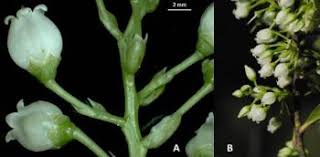 Image result for Vaccinium stanleyi