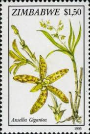 Image result for Diaphananthe subsimplex