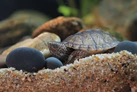 Select from distinct pet turtles at alibaba.com to enhance the aesthetic appearance of your interior decor. Best Beginner Pet Turtles And Tortoises Pethelpful By Fellow Animal Lovers And Experts