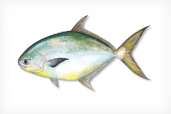 Pompano - Florida Sportsman