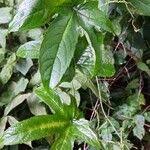 Image result for Cissus aralioides