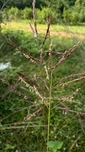 Image result for Urochloa deflexa